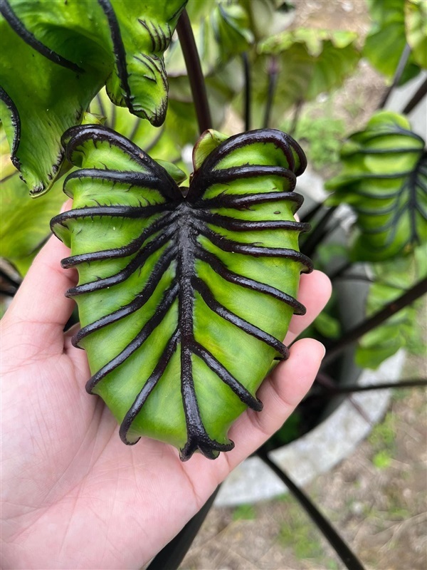 บอน